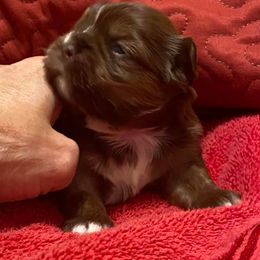 Miniature Schnauzers and Yorkshire Terriers from Hammer Ranch
