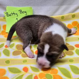 Boy 1 - Red and white male Basenji puppy in Caldwell, Texas from Candyce Witte