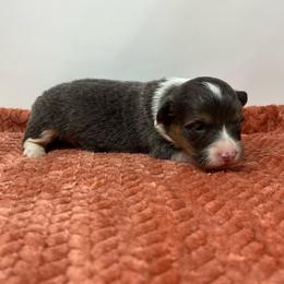 Lyra (fluffy bluie) - Black and tan female American Corgi puppy in Waco, Texas from The Comma Corgis