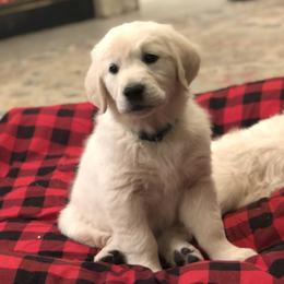 Golden Retriever Puppies from Brightside Goldens