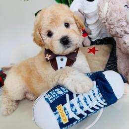 MONTY - Cream male Maltipoo puppy in Sugar Land, Texas from Celebrity Maltipoos