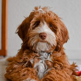Maddie - Australian Labradoodle