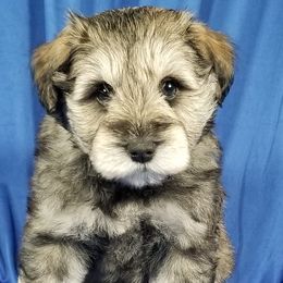 Boy 1 - Miniature Schnauzer puppy from Great Basin Miniature Schnauzers
