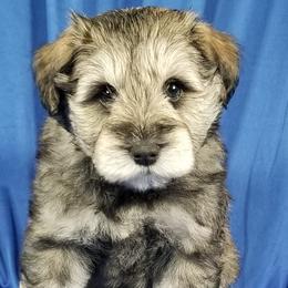 Boy 1 - Miniature Schnauzer puppy from Great Basin Miniature Schnauzers