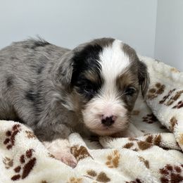 Aussiedoodle, Bordoodle, and Goldendoodle Puppies from Korbella Farm