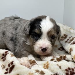 Aussiedoodle, Bordoodle, and Goldendoodle Puppies from Korbella Farm