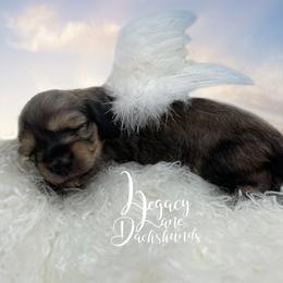 Dachshund Puppies from Legacy Lane Dachshunds