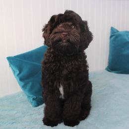 Australian Labradoodles from Autumn Harvest Dood Ranch