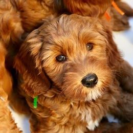 Australian Labradoodle Puppies from Cascade Canyon Labradoodles