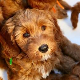 Australian Labradoodle Puppies from Cascade Canyon Labradoodles