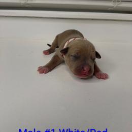Red and White Collar Male - Blue fawn male American Pit Bull Terrier puppy in Pensacola, Florida from Alpha Alliance Kennels
