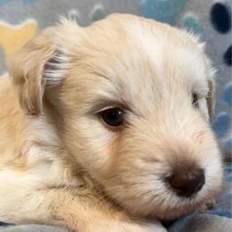 Wheaton male - Wheaten male Miniature Schnauzer puppy in Boaz, Alabama from Sweet Home Schnauzers