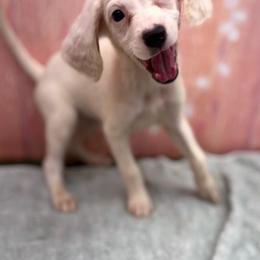 Honey - Orange belton female English Setter puppy in Rogers, Ohio from StoneyBrook Setters