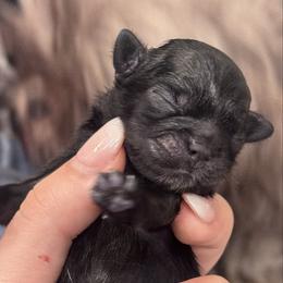 Pupernickel - Black male Shih Tzu puppy in Hendersonville, Tennessee from Peekaboo Farms
