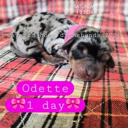 Odette - Dapple female Dachshund puppy in Harrodsburg, Kentucky from Wayward Home Dachshunds