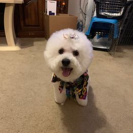 Snowball - Bichon Frise