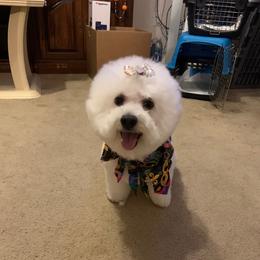 Snowball - Bichon Frise