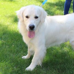 Rex - Golden Retriever