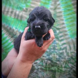 Watermelon - Black male German Shepherd puppy in Fort Jennings, Ohio from Von Holtzapple German shepherds