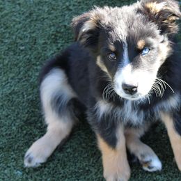 Scrat - Black tri-color female Australian Shepherd puppy in Sonoita, Arizona from Gardner Canyon Kennels