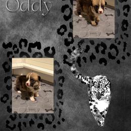 Oddy - Red male Pembroke Welsh Corgi puppy in Kiowa, Colorado from Cool Water Corgis LLC