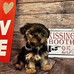 Yorkshire Terrier Puppies from QT Pie Pups