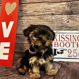 Yorkshire Terrier Puppies from QT Pie Pups
