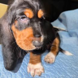 Smokey - Black tan and white male Basset Hound puppy in Pflugerville, Texas from Mountain Mama Bassets