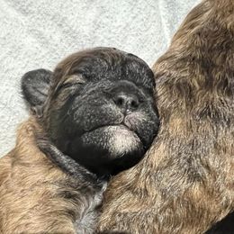 Shihpoos from Randee's Shihpoos