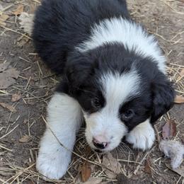 Boy 4 - male Australian Shepherd puppy in Citra, Florida from AEW Farm