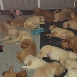 Golden Retriever Puppies from Stellar Acres Golden Retrievers