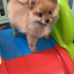 Chance - Orange sable male Pomeranian puppy in Ocala, Florida from Roxy's Pomeranian Puppies