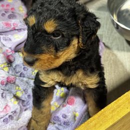 Airedale Terrier Puppies from Farm 55