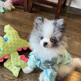 Pomeranian Puppies from Somos Pomeranians | Selectively Bred Puppies