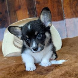 Charles Ingalls - Black and tan male American Corgi puppy in Paden, Oklahoma from Sunray Ranch