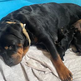 Rottweiler Puppies from KEVIN STAGNER
