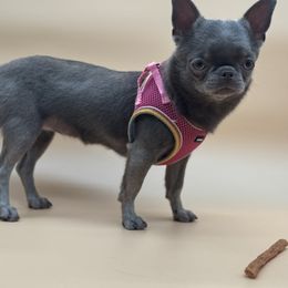 Minnie - Chocolate blue female Chihuahua puppy in Smyrna, Georgia from GeorgiasChihuahuas