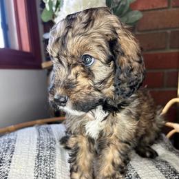 Lavender - Sable female Bernedoodle puppy in Riverside, California from Wimbledon Bernedoodles