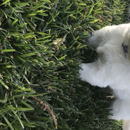Golden Retriever Puppies from Joyful Golden Retrievers