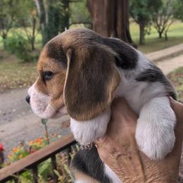 Tillie May - Black tan and white female Beagle puppy in Jerome, Missouri from Beam's Beagles
