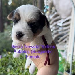 Pebbles (burgundy) - Parti female Yorkshire Terrier puppy in South Lake Tahoe, California from Sierra Nevada Yorkies