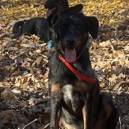 Sera - Beauceron