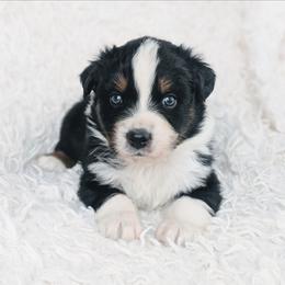 Boy 4 - Black tri-color male Australian Shepherd puppy in Yakima, Washington from Naches Heights Ranch
