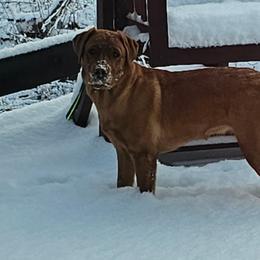 Labrador Retriever Puppies from Oakley's Ohio Labradors