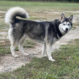 Siberian Huskies from Zodiac Moon Huskies