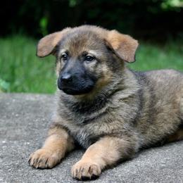 Ora - Sable female German Shepherd puppy in Cumming, Georgia from Cainedelup