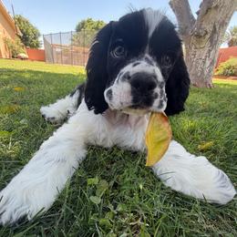 Carbon- Black and white male 2 - Black and white male Cocker Spaniel puppy in Yuma, Arizona from Retrograde Kennels