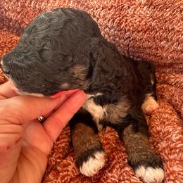 Glitter - Tri-color female Bernedoodle puppy in Scottsville, Kentucky from Barren River Bernedoodles and Poodles