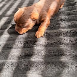 Bella - Chocolate and tan female Yorkshire Terrier puppy in Las Vegas, Nevada from Yorkie House