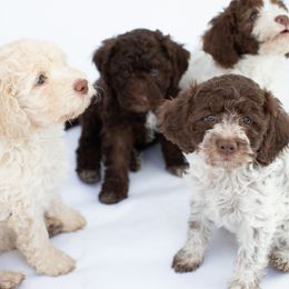 Lagotto Romagnolo puppies from Crescendo Lagotto Romagnolos